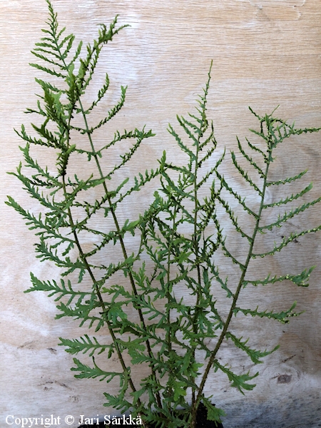 Dryopteris filix-mas 'Linearis Polydactylon', kivikkoalvejuuri